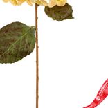 Маленькое фото 3: Гортензия искусственная (пластик), 54см, кремовый