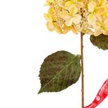 Маленькое фото 4: Гортензия искусственная (пластик), 54см, кремовый