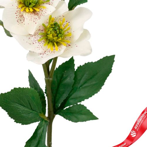 Фото 3: Хелеборус искусственный (пластик), 40см, белый