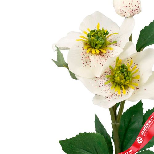 Фото 4: Хелеборус искусственный (пластик), 40см, белый