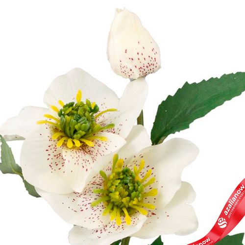 Фото 5: Хелеборус искусственный (пластик), 40см, белый