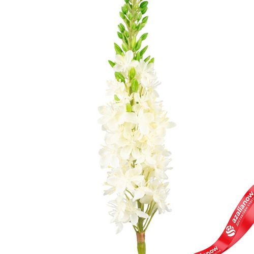 Фото 4: Эремурус искусственный (пластик), 82см, белый