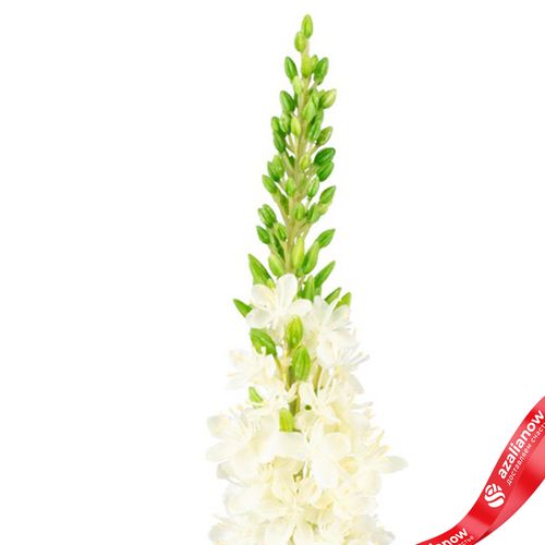 Фото 5: Эремурус искусственный (пластик), 82см, белый