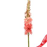 Маленькое фото 2: Эремурус искусственный (пластик), 82см, розовый