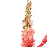 Маленькое фото 5: Эремурус искусственный (пластик), 82см, розовый