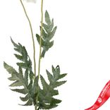 Маленькое фото 3: Мак искусственный (пластик), 72см, белый