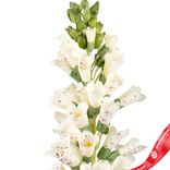 Маленькое фото 5: Наперстянка искусственная (пластик), 80см, белый