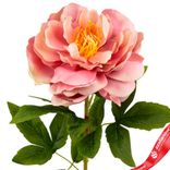 Маленькое фото 5: Пион искусственный (пластик), 71см, персиковый