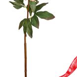 Маленькое фото 3: Пион искусственный (пластик), 75см, розовый