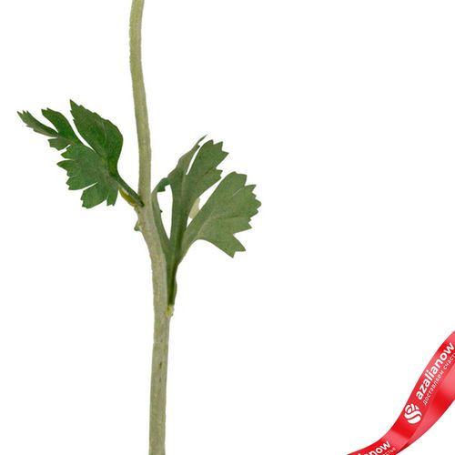 Фото 3: Ранункулюс искусственный (пластик), 50см, светло-розовый