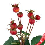 Маленькое фото 5: Шиповник искусственный (пластик), 56см, темно-оранжевый