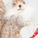 Маленькое фото 3: Сувенир «Белка» (полирезин), Н12,5х10,5х6,5см, серый