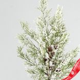 Маленькое фото 2: Ветка «Кипарис» с шишками заснеженная, 45см, зеленый