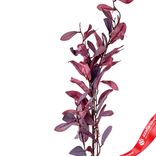 Маленькое фото 2: Ветка с листьями искусственная (пластик), 110см, бордовый