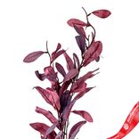 Маленькое фото 4: Ветка с листьями искусственная (пластик), 110см, бордовый