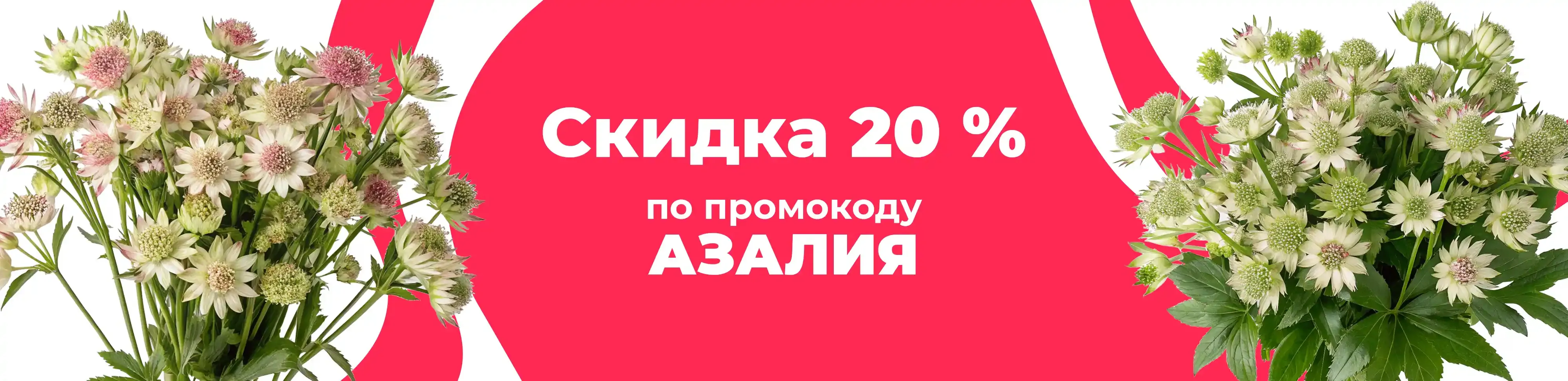 Баннер для рубрики: Астранции