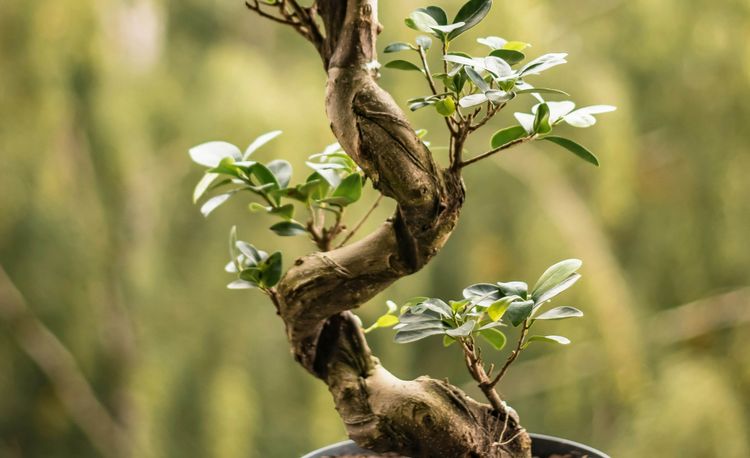 Фикус бонсай в подарок Ficus bonsai