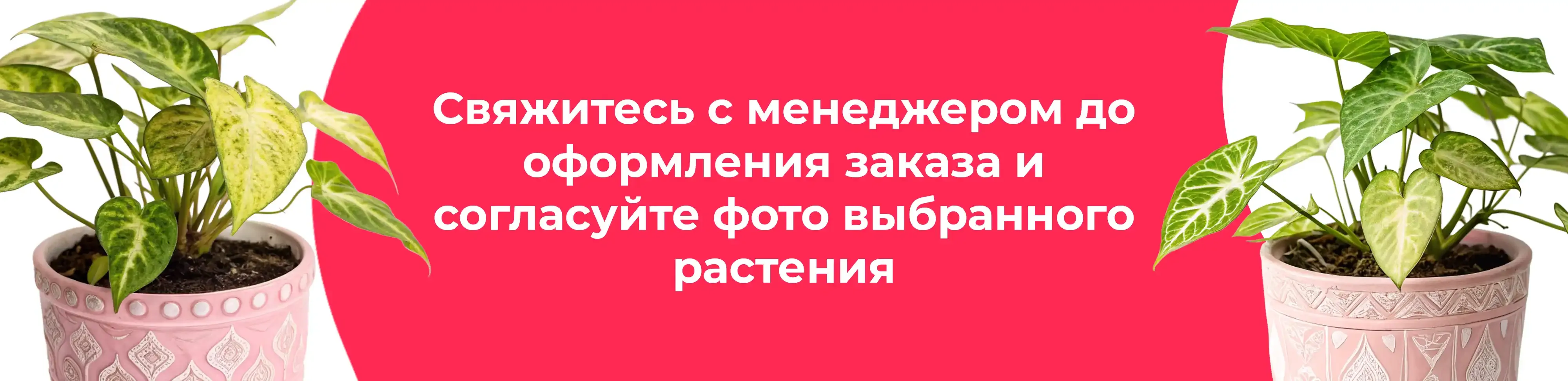 Баннер для рубрики: Цветы в горшках Солнечногорск