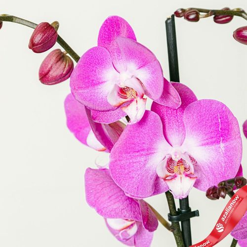 Фото 4: Орхидея темно-розовая. Сервис доставки цветов AzaliaNow