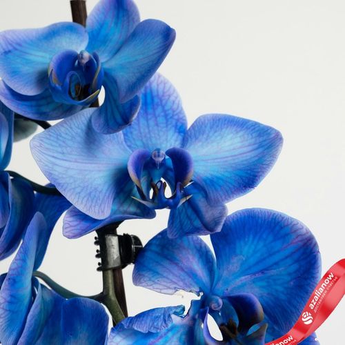 Фото 5: Орхидея голубая. Сервис доставки цветов AzaliaNow