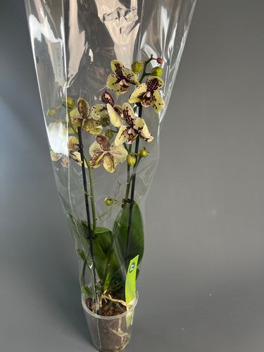 Фото флориста 1: Комнатные растения Кубинка