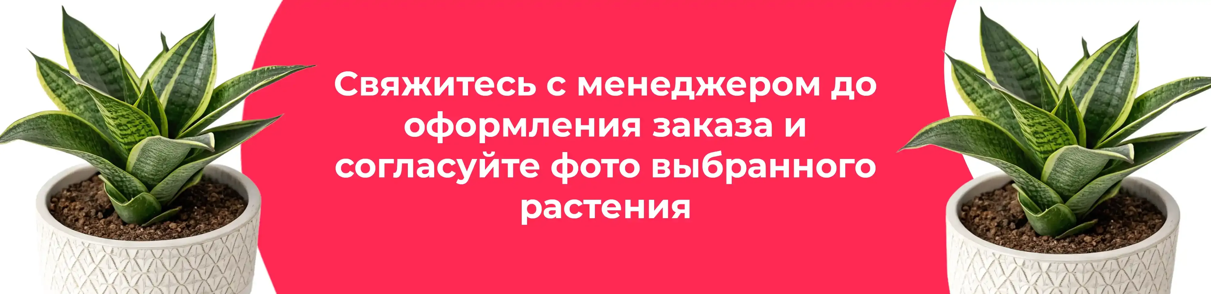 Баннер для рубрики: Сансевиерии Ханни