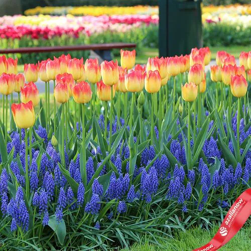 Фото 2: Виноградный гиацинт Мускари Арменикум (Muscari Armeniacum). Сервис доставки цветов AzaliaNow