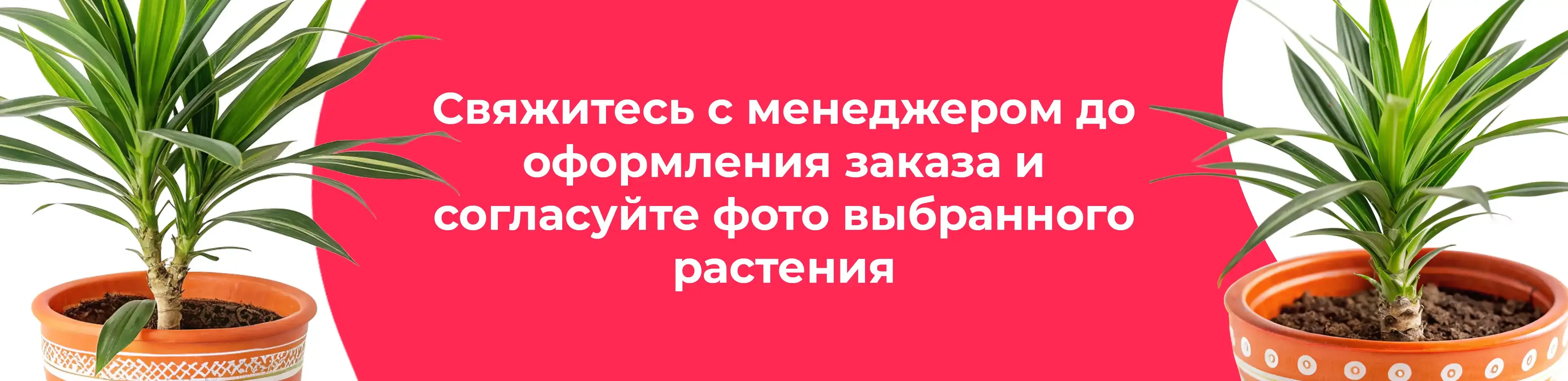 Баннер для рубрики: Цветы в горшках Фрязино