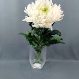 Фото флориста 2: 1 белая одноголовая хризантема