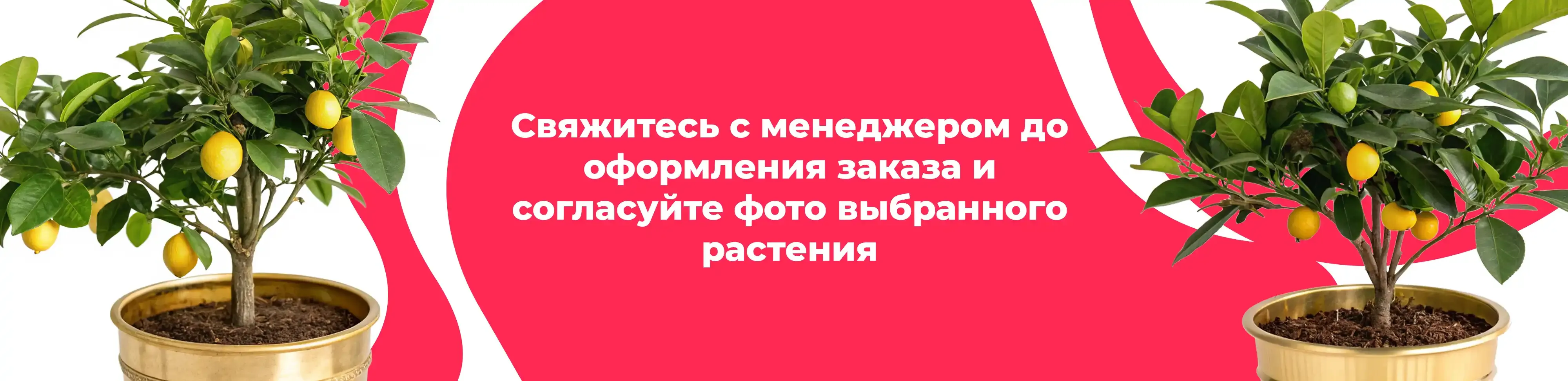 Баннер для рубрики: Комнатные растения Сергиев Посад