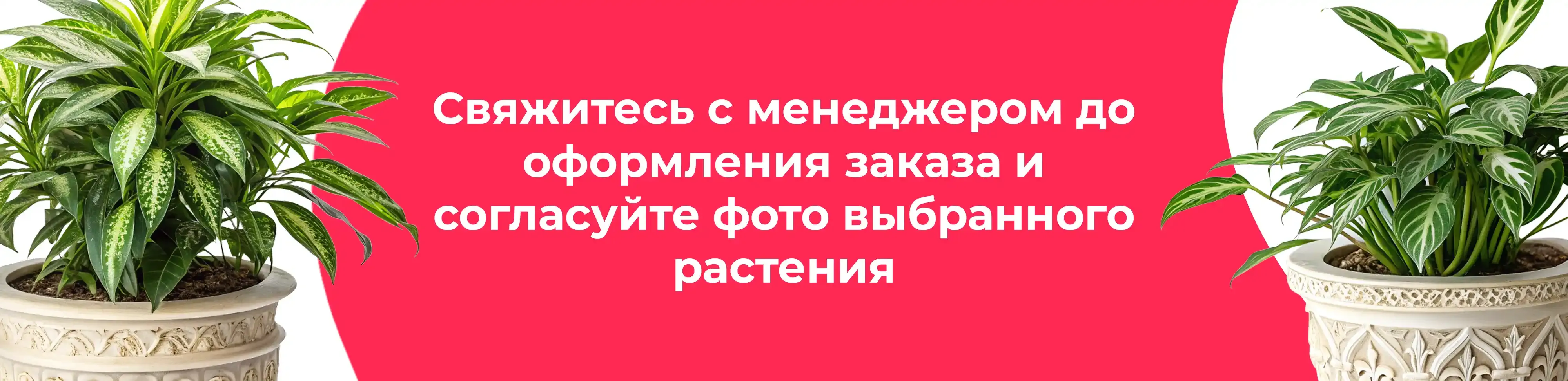 Баннер для рубрики: Комнатные растения для кухни