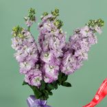 Маленькое фото 4: Букет «Маттиола» из 5 розовых цветов с сиреневой лентой