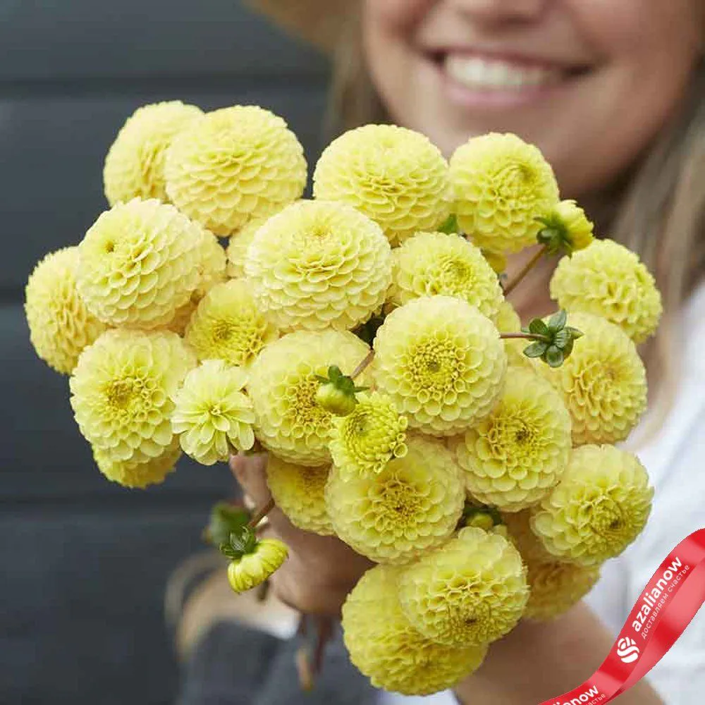 Георгин Помпон Баттеркап (Pompon Buttercup)