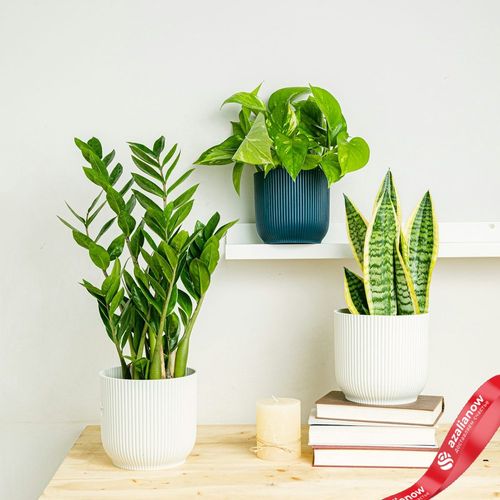 Фото 1: Офисный набор из 3 растений «Элегантные очистители». Сервис доставки цветов AzaliaNow