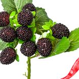 Маленькое фото 3: Ветка ежевики, 28см, черный