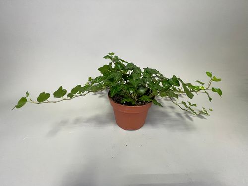 Фото флориста 1: Цветы в горшках Орехово-Зуево