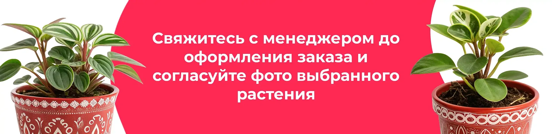 Баннер для рубрики: Цветы в горшках Наро-Фоминск