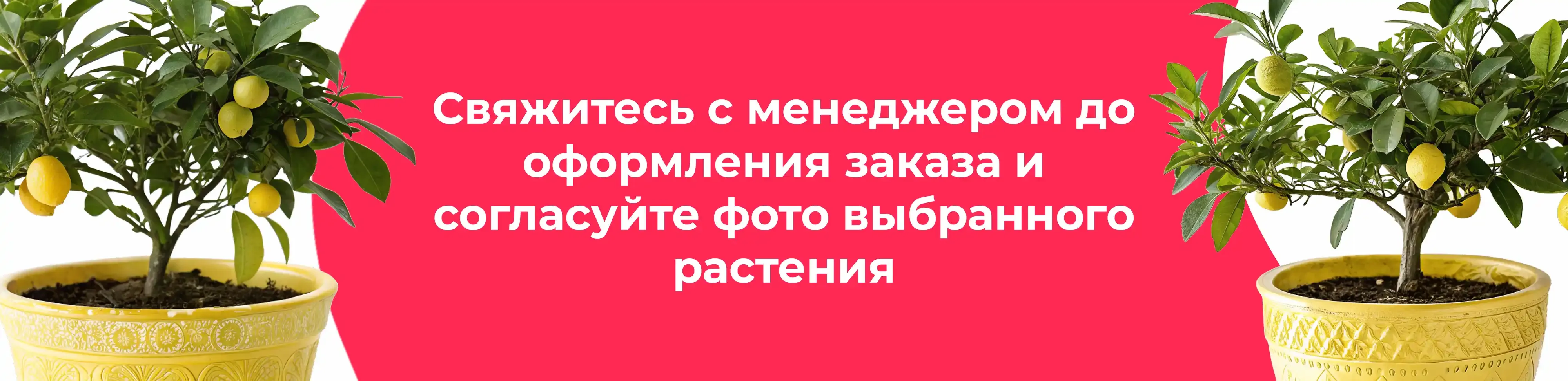 Баннер для рубрики: Цветы в горшках Протвино