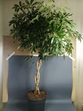 Фото флориста 1: Зонтичное дерево (растение Шеффлера)