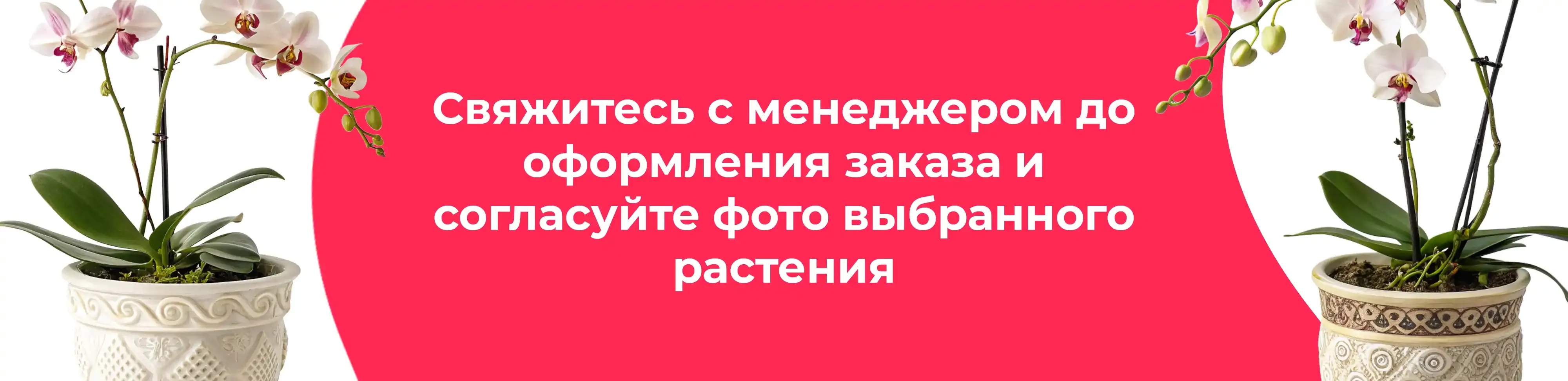 Баннер для рубрики: Орхидеи в горшках