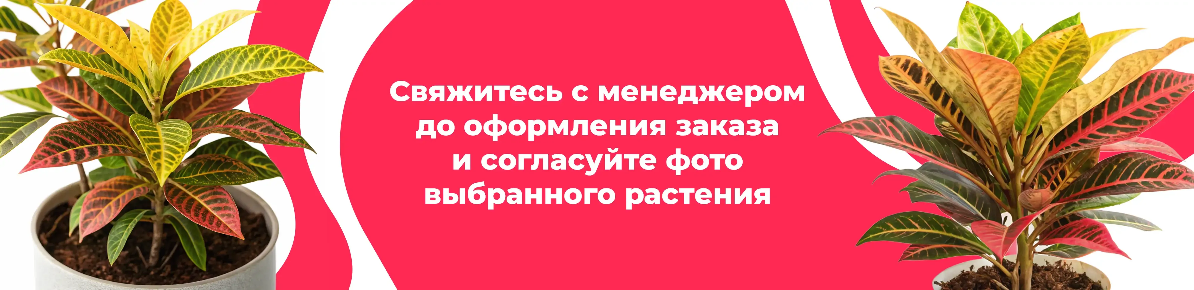 Баннер для рубрики: Растения Царицыно