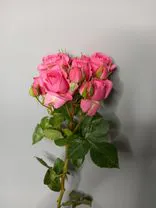 Роза кустовая микс, Голландия. Фото флориста - 3