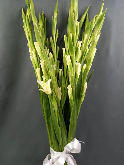 Фото флориста 4: Гладиолусы