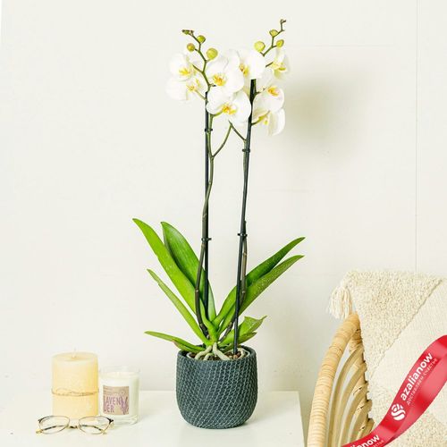 Фото 2: Орхидея белая. Сервис доставки цветов AzaliaNow