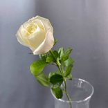 Фото флориста 1: Роза белая, Россия, 40см