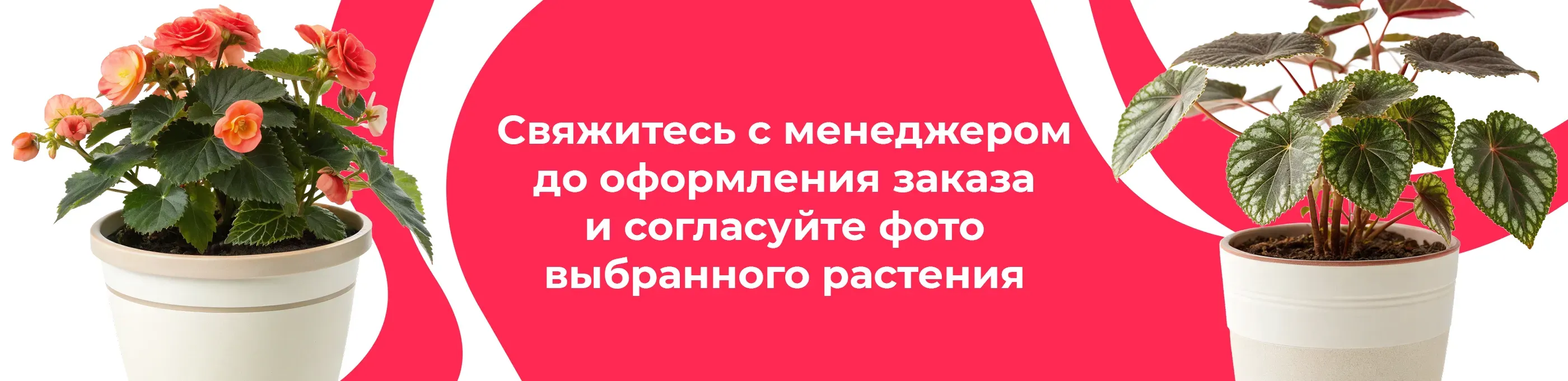 Баннер для рубрики: Бегонии