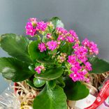 Маленькое фото 4: Подарочный набор «Для тебя родная» с Каланхоэ, ароматами для дома и свечами