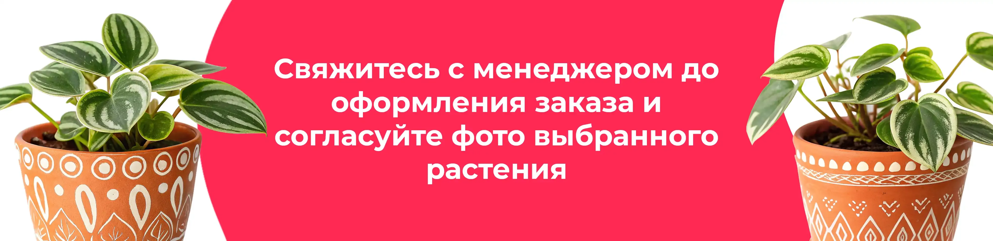 Баннер для рубрики: Комнатные растения Орехово-Зуево