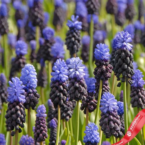 Фото 2: Виноградный гиацинт Мускари (Muscari Latifolium). Сервис доставки цветов AzaliaNow