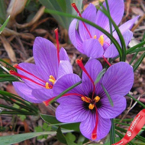 Фото 1: Крокус шафрановый (Saffron Crocus). Сервис доставки цветов AzaliaNow